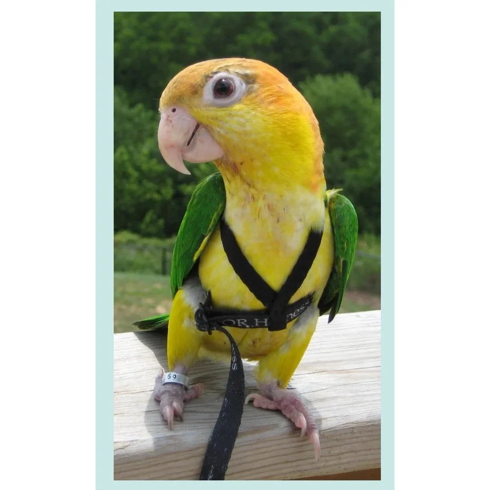 THE AVIATOR Parrot Escape-Proof Harness & Leash Large Purple